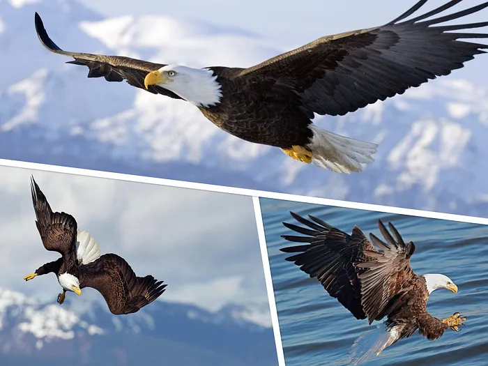 Eagles
